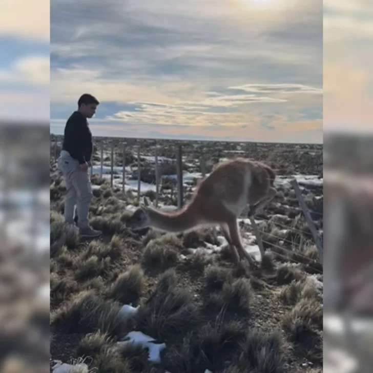 Claudio Vidal rescató un guanaco con su hijo y celebró el Día del Amigo