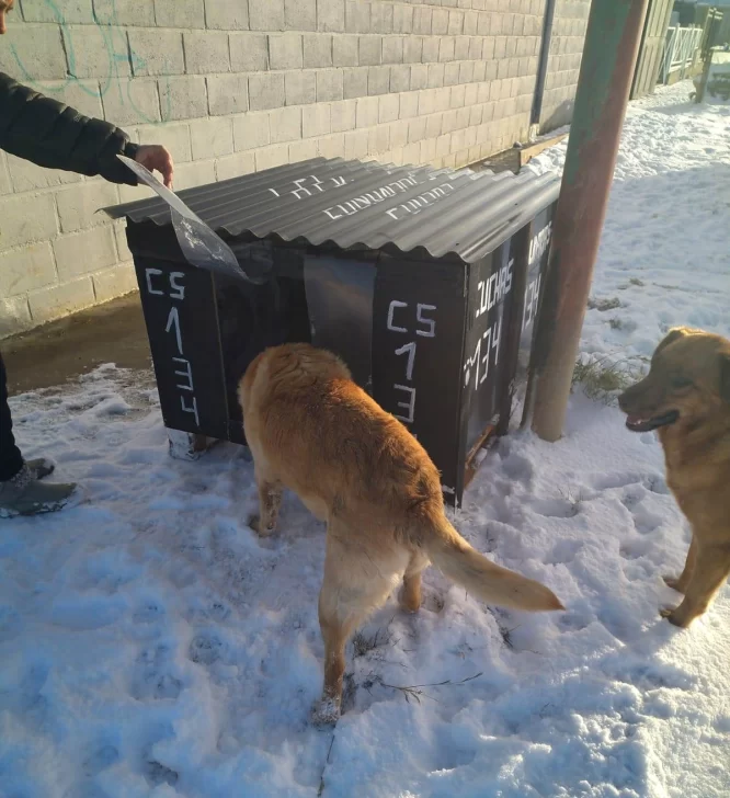 Voluntarios ya llevan construidas 140 “cuchas” para perros callejeros