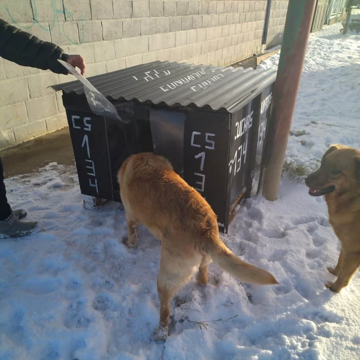 Voluntarios ya llevan construidas 140 “cuchas” para perros callejeros