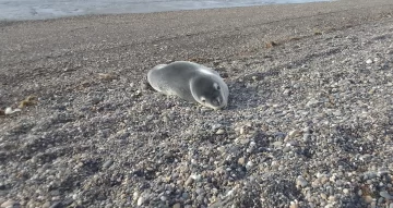 Apareció una foca leopardo en la costanera de Río Gallegos 
