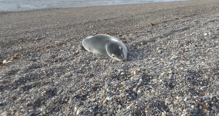 Apareció una foca leopardo en la costanera de Río Gallegos 