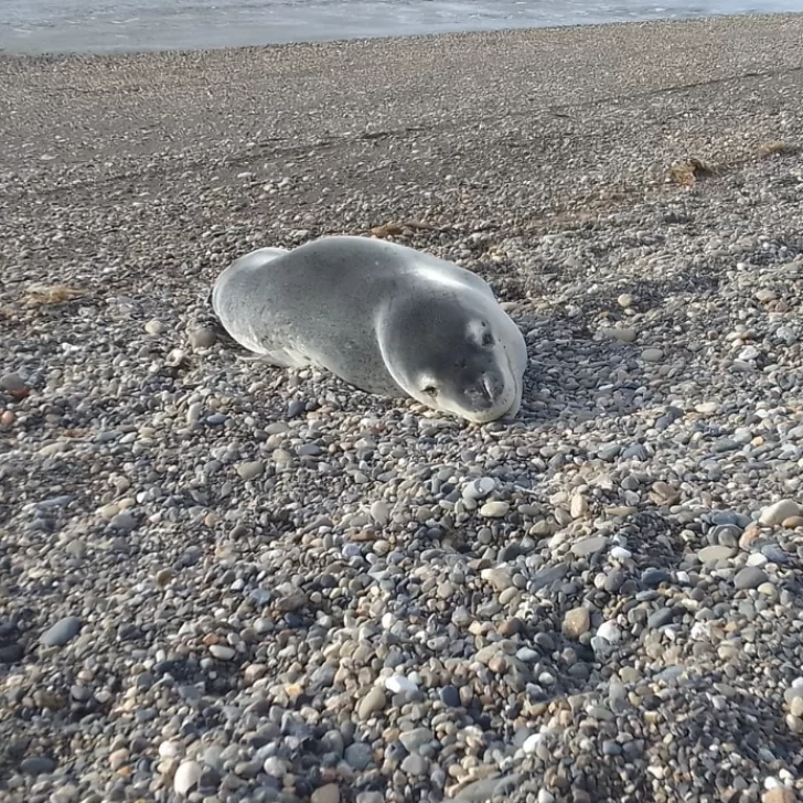 Apareció una foca leopardo en la costanera de Río Gallegos 