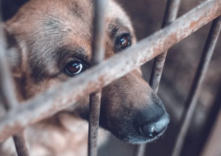 Asesinaron brutalmente a dos perros en Las Heras y vandalizaron el domicilio de una protectora de animales