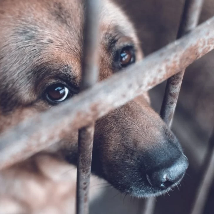 Asesinaron brutalmente a dos perros en Las Heras y vandalizaron el domicilio de una protectora de animales