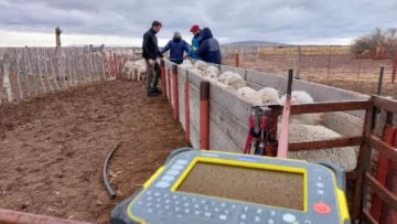 Caravanas electrónicas que facilitan el manejo en la esquila y suma de datos