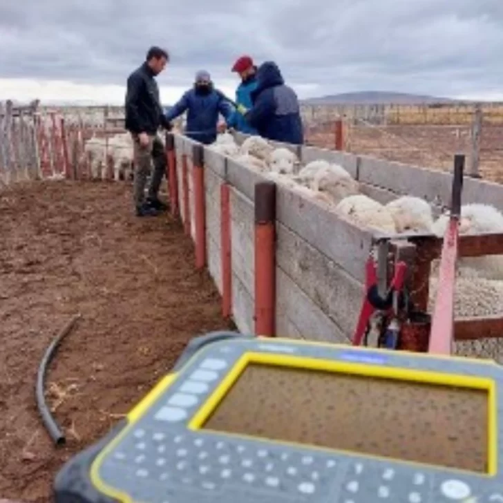 Caravanas electrónicas que facilitan el manejo en la esquila y suma de datos