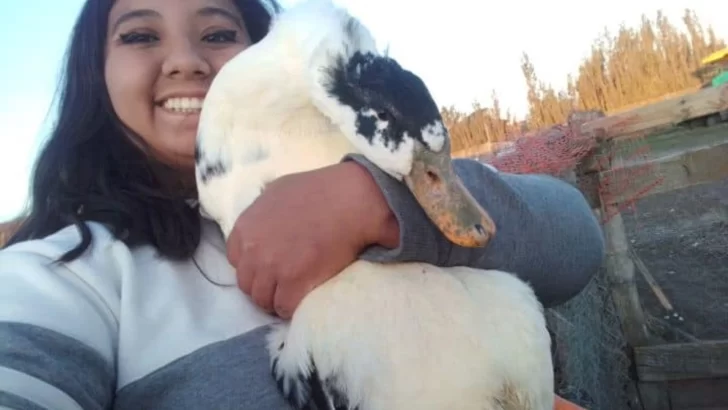 Murió “Donald”, el pato que había quedado grave tras el feroz ataque de un perro en Río Gallegos