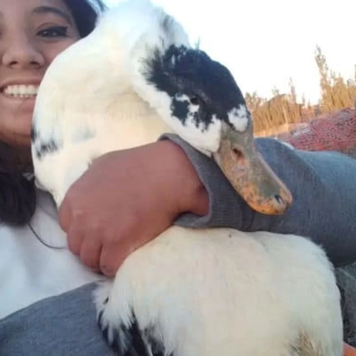 Murió “Donald”, el pato que había quedado grave tras el feroz ataque de un perro en Río Gallegos