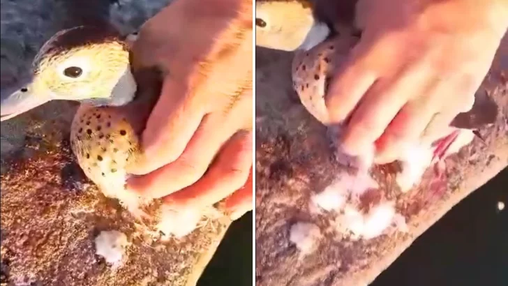 Video. Rescataron a un pato que quedó pegado a un estanque congelado
