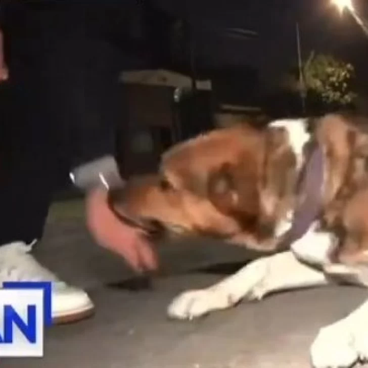 Un perro callejero mordió a un periodista en vivo y se volvió viral