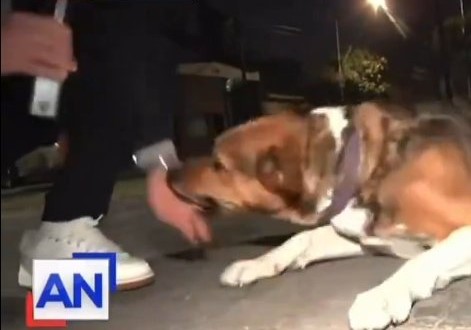 Un perro callejero mordió a un periodista en vivo y se volvió viral