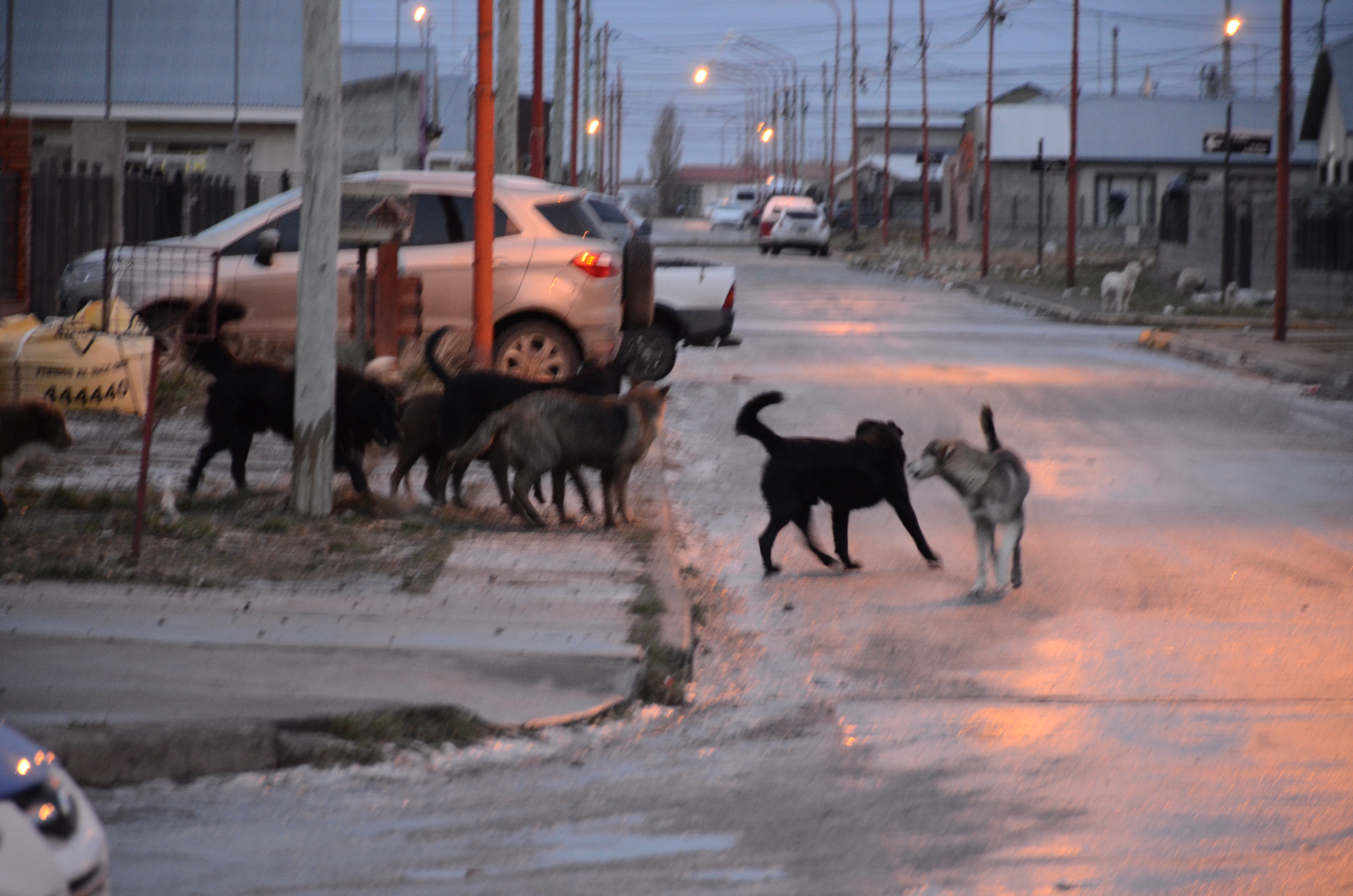 perros-callejeros-rio-gallegos-JS-1-728x482