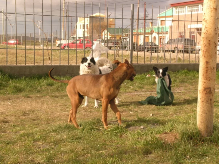 perros-callejeros-rio-gallegos-JS-10-728x546