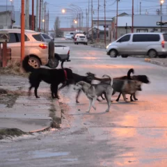 Día Mundial del Perro: el triste motivo por el que se celebra cada 21 de julio