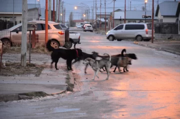 Día Mundial del Perro: el triste motivo por el que se celebra cada 21 de julio