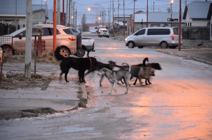 Día Mundial del Perro: el triste motivo por el que se celebra cada 21 de julio