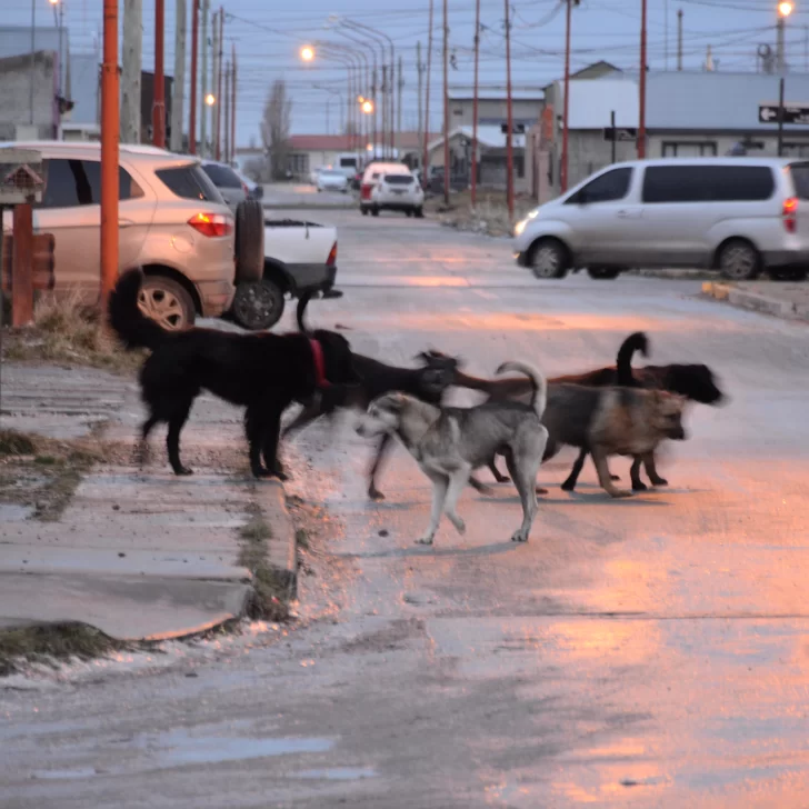 Día Mundial del Perro: el triste motivo por el que se celebra cada 21 de julio