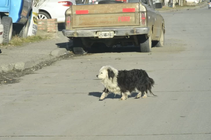 perros-callejeros-rio-gallegos-JS-5-728x485