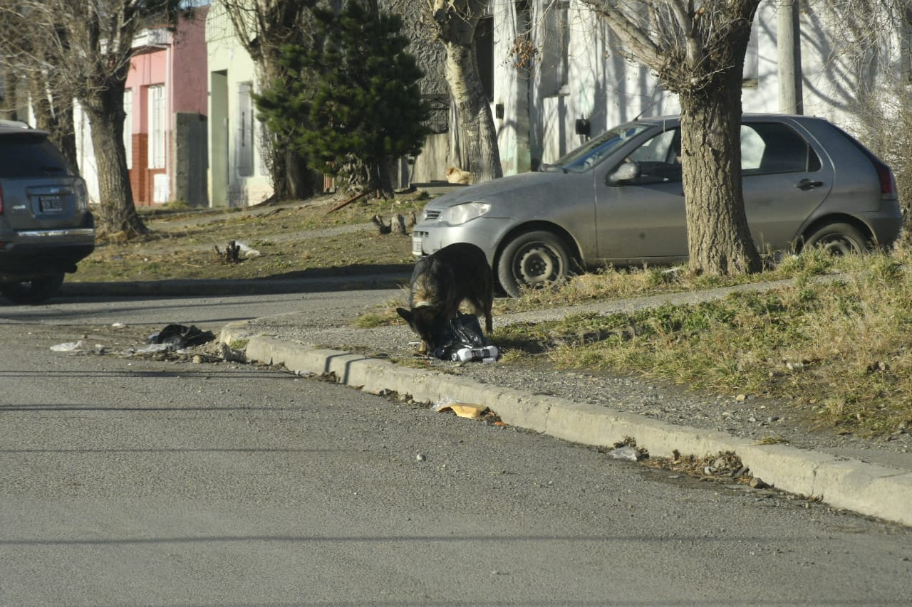 perros-callejeros-rio-gallegos-JS-6-728x485