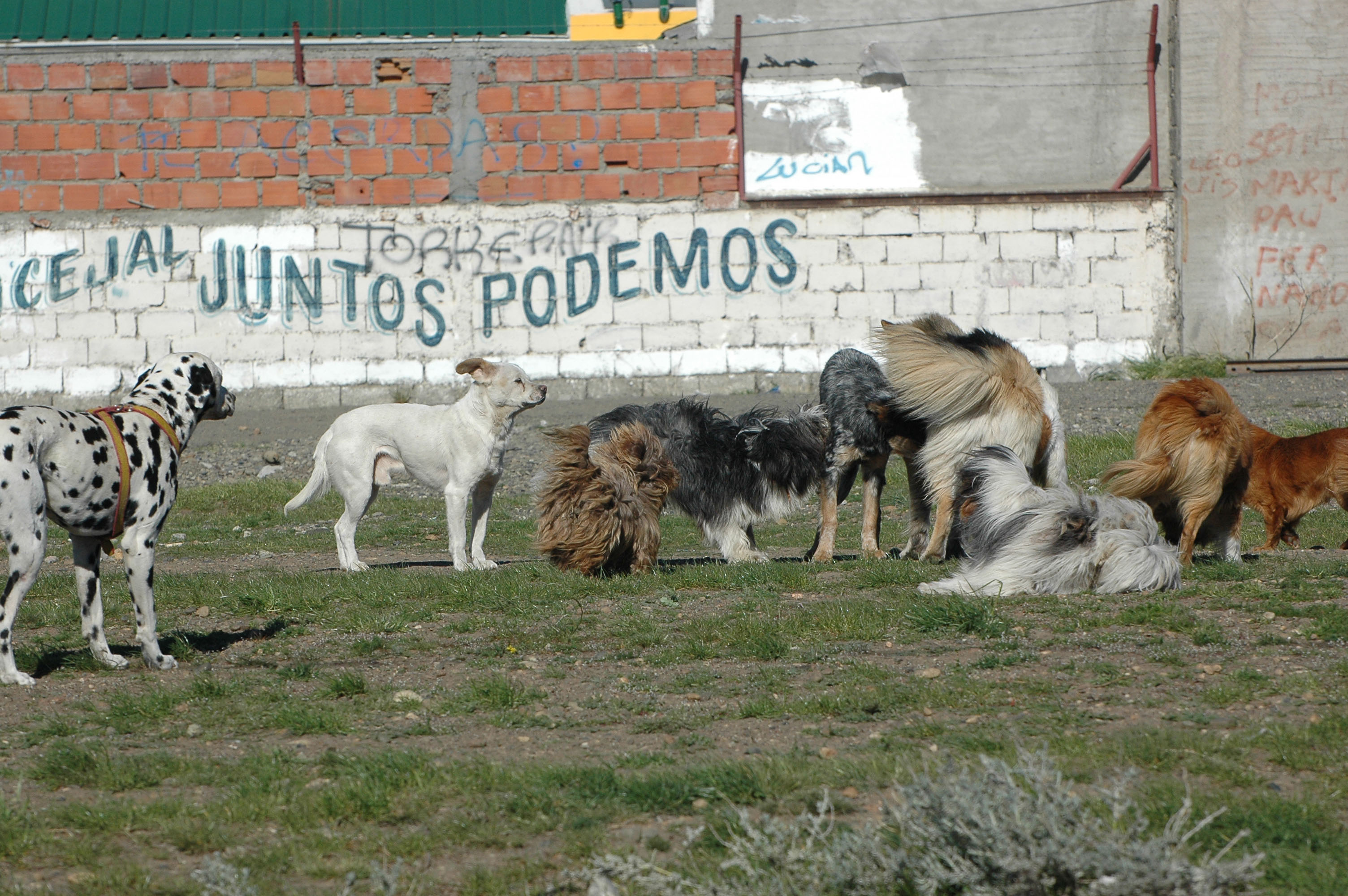 perros-callejeros-rio-gallegos-JS-8-728x484