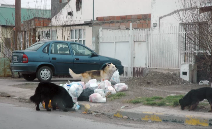 Día Mundial del Perro: el triste motivo por el que se celebra cada 21 de julio