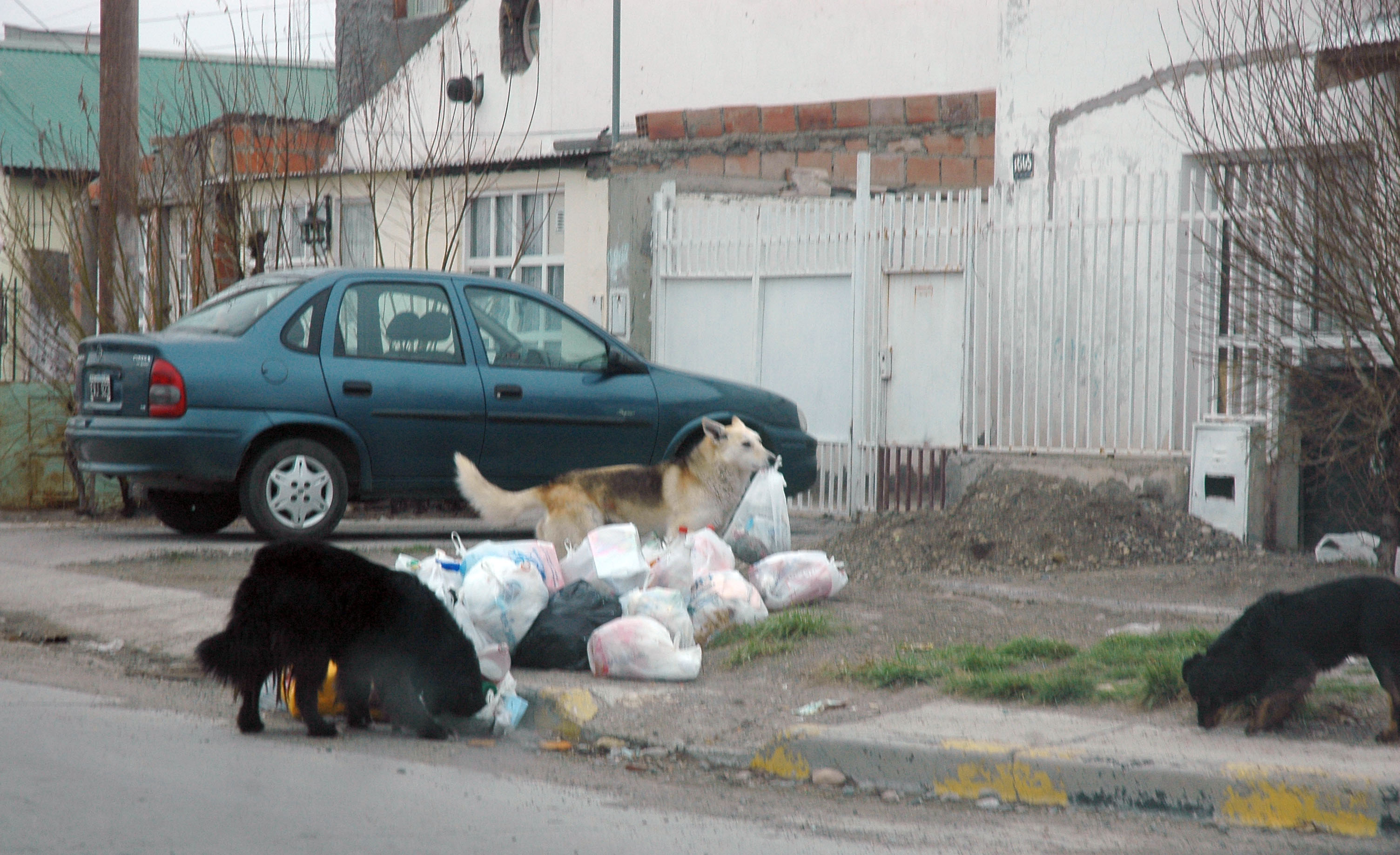 Día Mundial del Perro: el triste motivo por el que se celebra cada 21 de julio