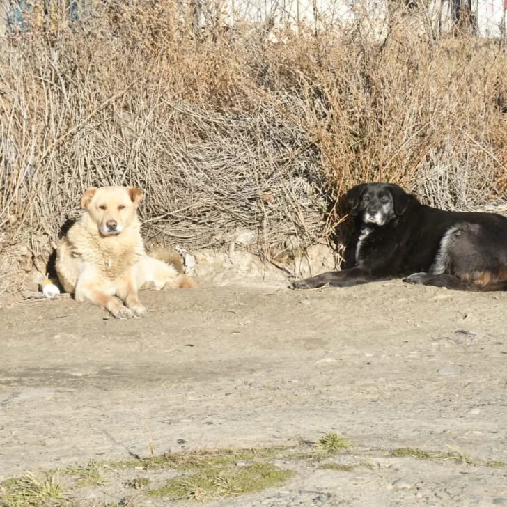 Día del Perro Callejero: estiman 20 millones de animales sueltos en Argentina ¿Cuántos hay en Río Gallegos?