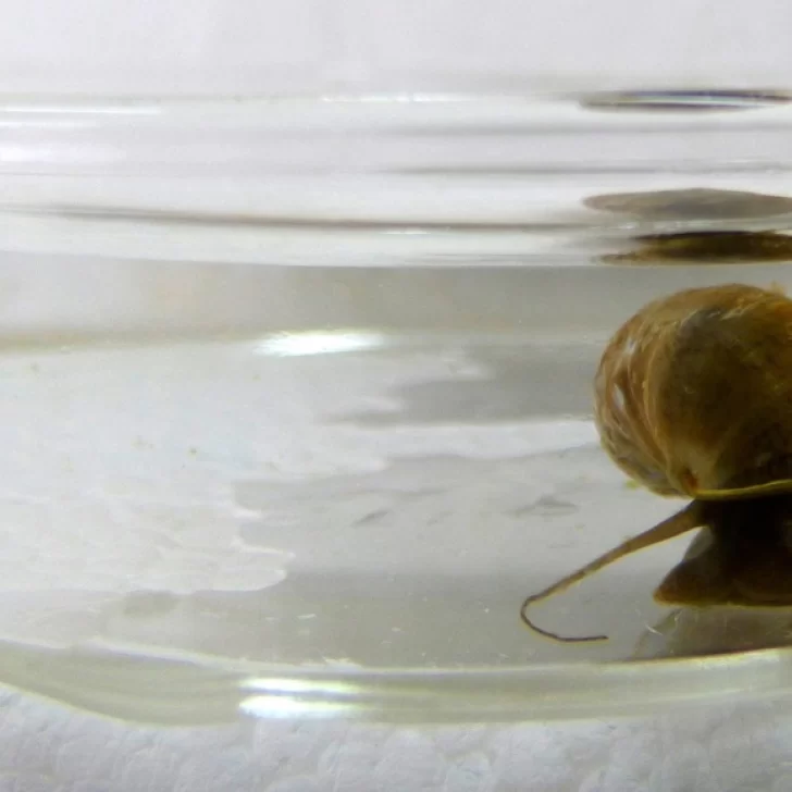 Caracol exótico invasor de agua dulce en Santa Cruz: “Su presencia podría ocasionar impactos sobre la biodiversidad”