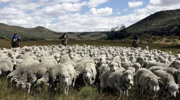 Sin financiamiento para la Ley  Ovina: ¿vienen créditos especiales?