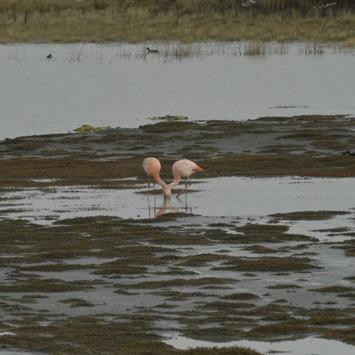 Clima en Río Gallegos: pronóstico del tiempo para este miércoles 14 de enero Clima en Río Gallegos: pronóstico del tiempo para este miércoles 14 de enero