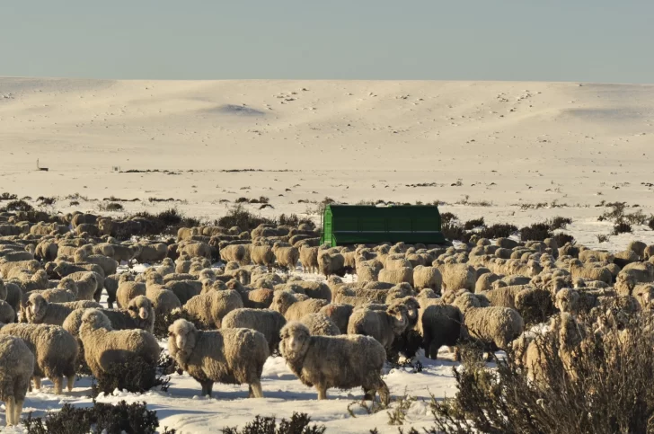 Impacto del cambio climático: “La suplementación vino para quedarse”