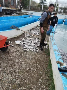 Isla Pavón: La muerte de peces fue por un desperfecto en una de las bombas Isla Pavón: La muerte de peces fue por un desperfecto en una de las bombas