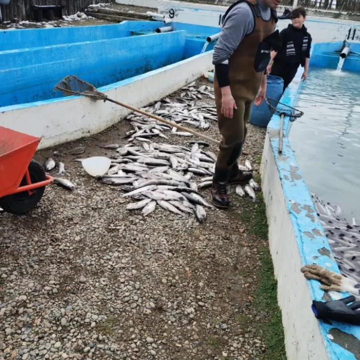 Isla Pavón: La muerte de peces fue por un desperfecto en una de las bombas Isla Pavón: La muerte de peces fue por un desperfecto en una de las bombas
