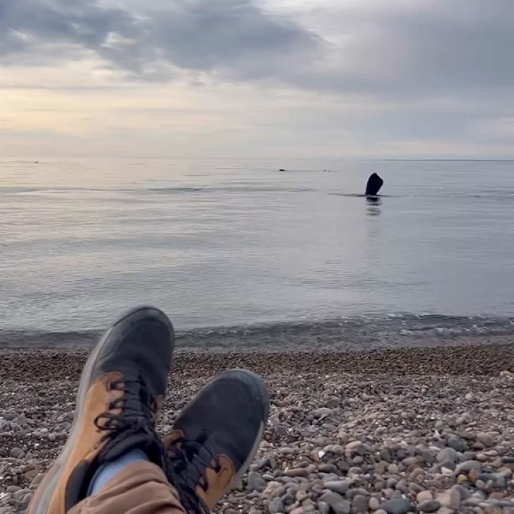 Video. Un fotógrafo francés grabó un “desfile” de ballenas a orillas de la costa en la Península Valdés Video. Un fotógrafo francés grabó un “desfile” de ballenas a orillas de la costa en la Península Valdés