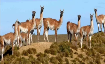 Guanacos: Santa Cruz busca un mínimo de 10 mil animales para faena y carne Guanacos: Santa Cruz busca un mínimo de 10 mil animales para faena y carne