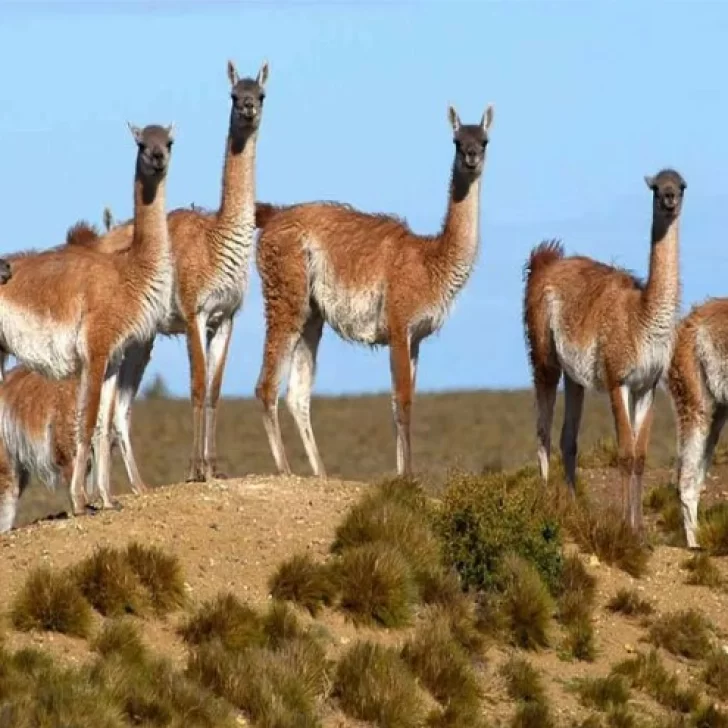 Guanacos: Santa Cruz busca un mínimo de 10 mil animales para faena y carne Guanacos: Santa Cruz busca un mínimo de 10 mil animales para faena y carne