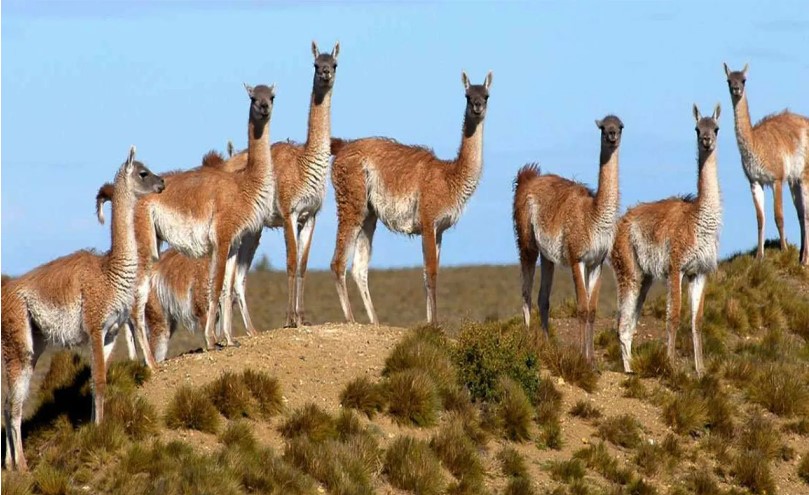  En 2024 se dieron a conocer estudios sobre el impacto de los guanacos en las tierras patagónicas.