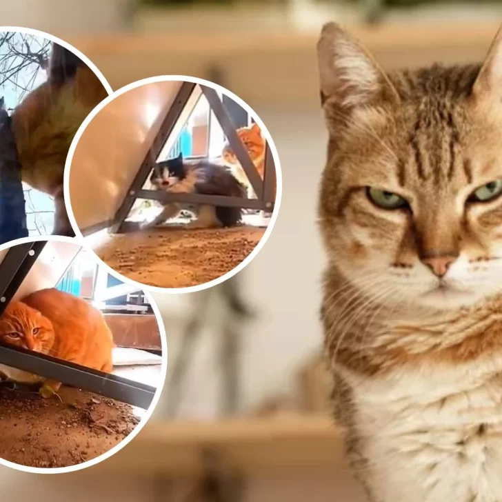 Video. Le puso una cámara a su gato y descubrió que era el más temido del barrio