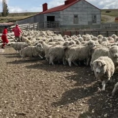 Bronca de productores ovinos por la caída del fondo que servía como apoyo