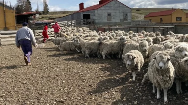 Bronca de productores ovinos por la caída del fondo que servía como apoyo