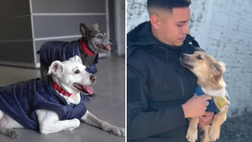 La Policía presentó su “patrulla perruna” con un original video y enterneció a todos