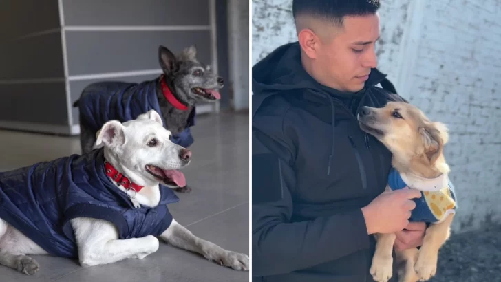 La Policía presentó su “patrulla perruna” con un original video y enterneció a todos