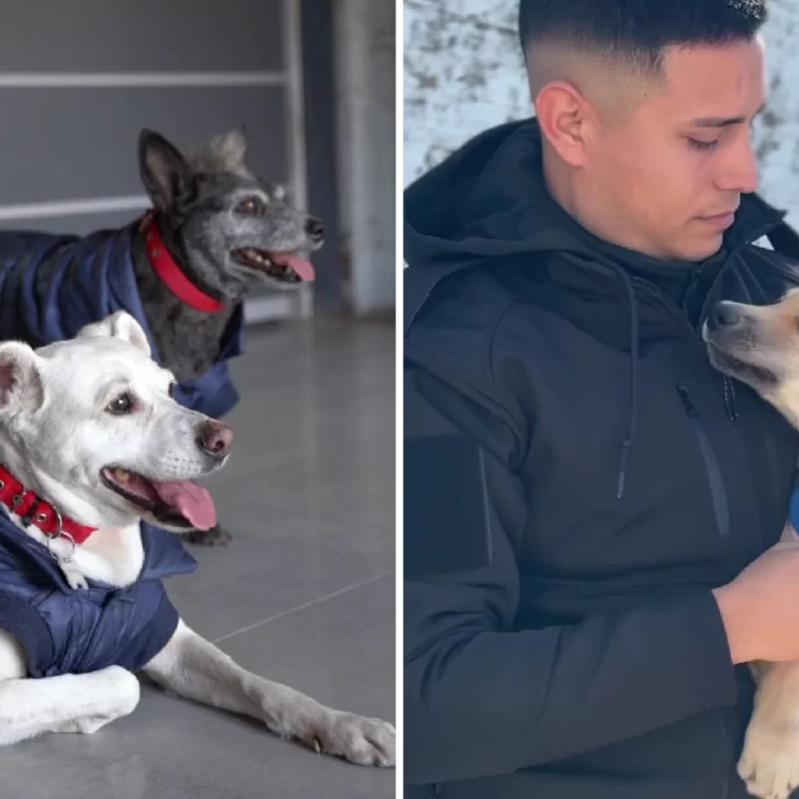 La Policía presentó su “patrulla perruna” con un original video y enterneció a todos