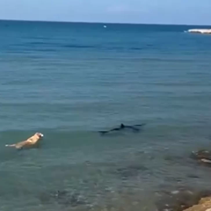 Viral: un perro se metió al mar y persiguió a un tiburón para morderle la cola: “Pensaba que iba a morir”