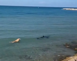 Viral: un perro se metió al mar y persiguió a un tiburón para morderle la cola: “Pensaba que iba a morir”