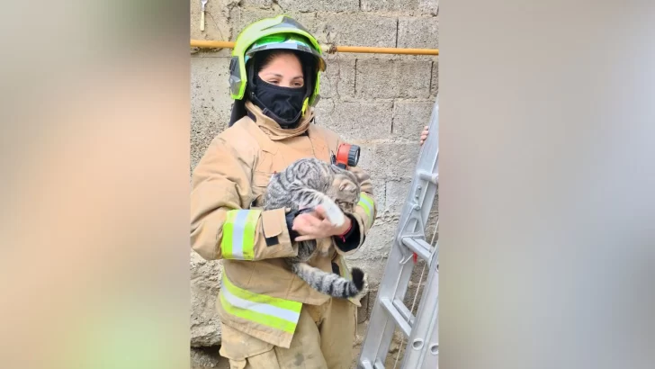 Bomberos al rescate: auxiliaron a un gato que no podía bajar del techo de una casa