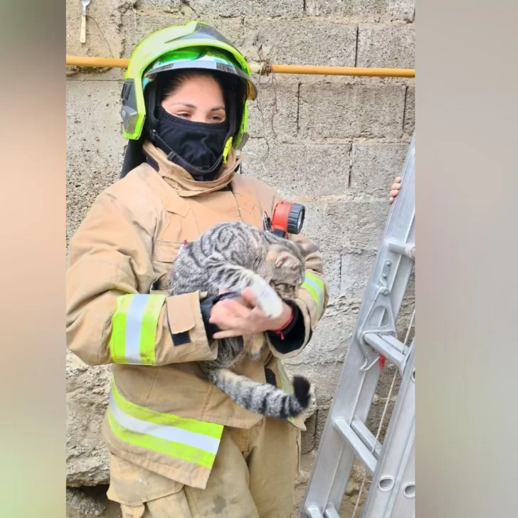 Bomberos al rescate: auxiliaron a un gato que no podía bajar del techo de una casa