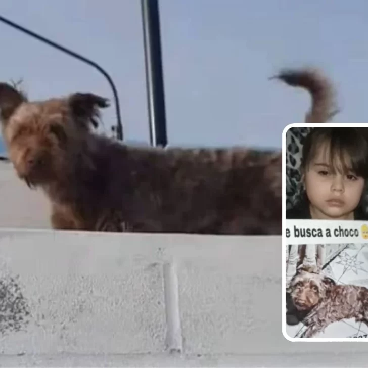 Nena busca a su perrito “Chocolino”: “Lo extraño, lo quiero abrazar”