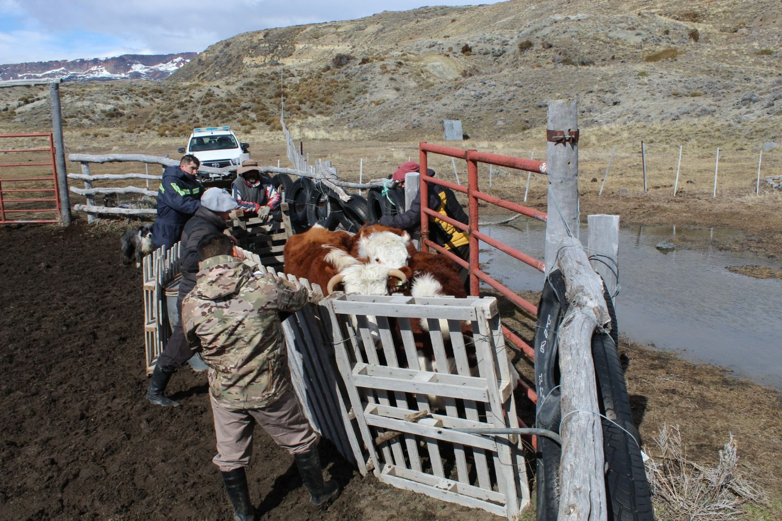 vacas-otras-estancias-728x485