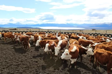 Operativo judicial en Lago San Martín: detectaron animales de otras estancias